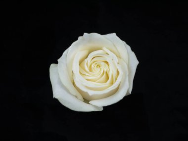 Beyaz gül, siyah arka planda izole edilmiş. Yakın plan.