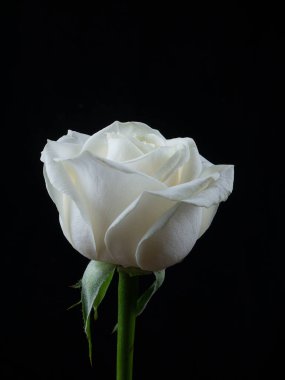 Beyaz gül, siyah arka planda izole edilmiş. Yakın plan.