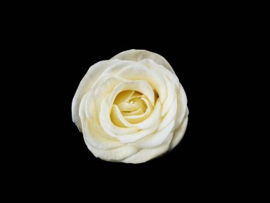 White rose isolated on black backgroundclose up clipart