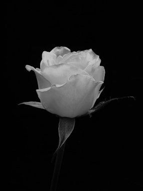 Siyah ve Beyaz Gül Siyah Arkaplanda. tek merkezli