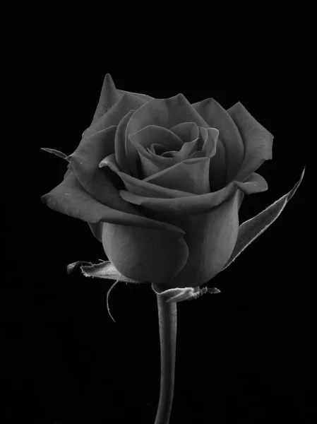 Rose Noire Blanche Sur Fond Noir Monochome — Photo