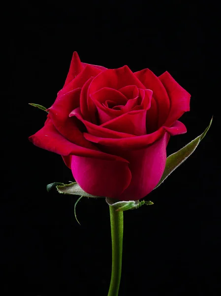 Red Roses Black Background Clouse — Stock Photo, Image