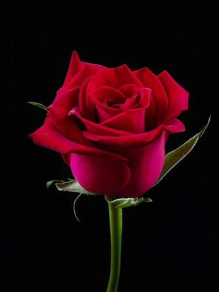 red roses on black background clouse up