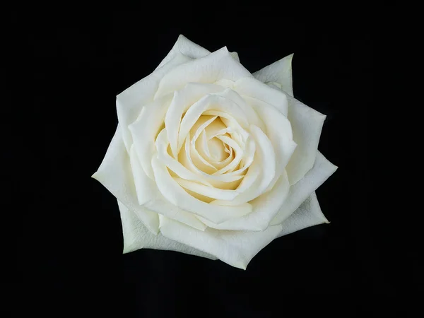 White Rose Isolated Black Backgroundclose — Stock Photo, Image