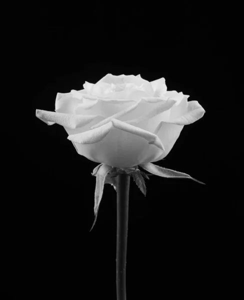 Μαύρο Και Άσπρο Τριαντάφυλλο Μαύρο Φόντο Μονοχόμος — Φωτογραφία Αρχείου