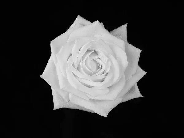 Rosa Bianco Nero Sfondo Nero Monochoma — Foto Stock