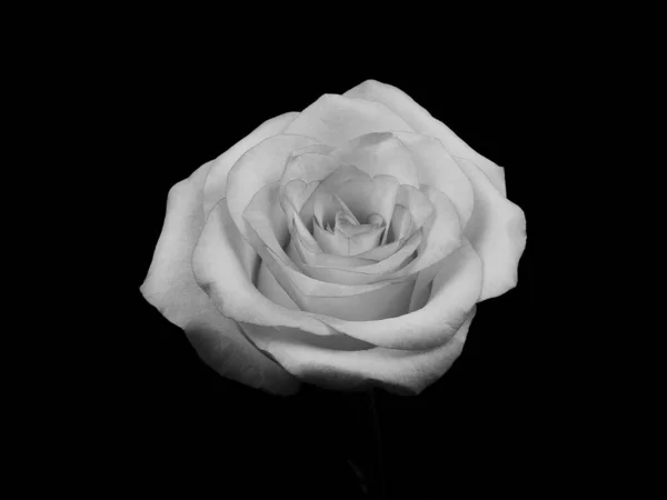 Rosa Bianco Nero Sfondo Nero Monochoma — Foto Stock