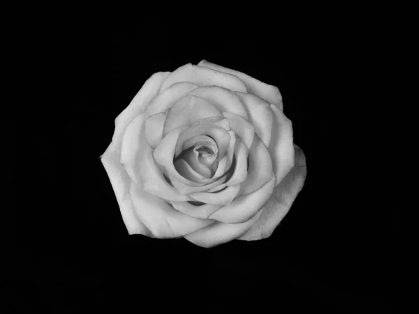 Rosa Preta Branca Fundo Preto Monocoma — Fotografia de Stock