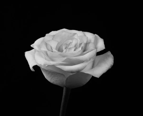 Black White Rose Zwarte Achtergrond Monochoom — Stockfoto