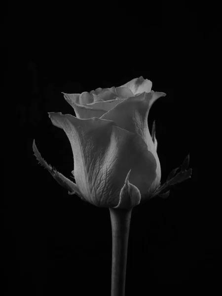 Rose Noire Blanche Sur Fond Noir Monochome — Photo