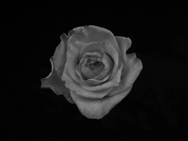 Rose Noire Blanche Sur Fond Noir Monochome — Photo