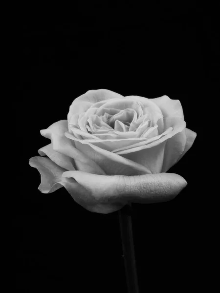 Μαύρο Και Άσπρο Τριαντάφυλλο Μαύρο Φόντο Μονοχόμος — Φωτογραφία Αρχείου