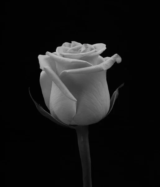 Rose Noire Blanche Sur Fond Noir Monochome — Photo