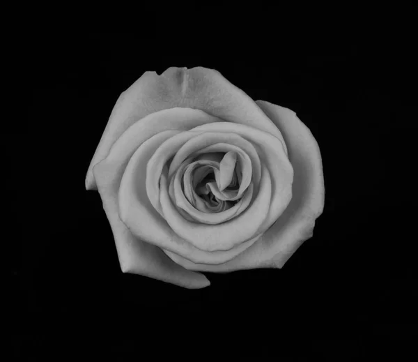 Black White Rose Zwarte Achtergrond Monochoom — Stockfoto