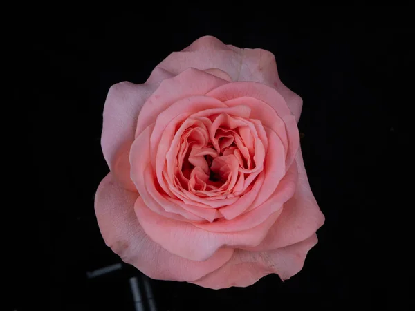 Roses Rouges Sur Fond Noir Gros Plan — Photo