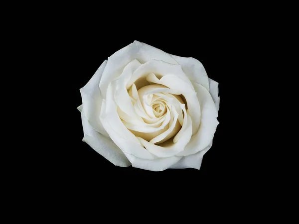 Rosa Bianca Isolata Sfondo Neroprimo Piano — Foto Stock