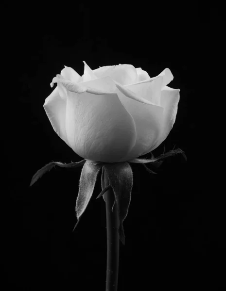 Rose Noire Blanche Sur Fond Noir Monochome — Photo
