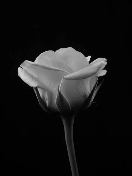 Rose Noire Blanche Sur Fond Noir Monochome — Photo