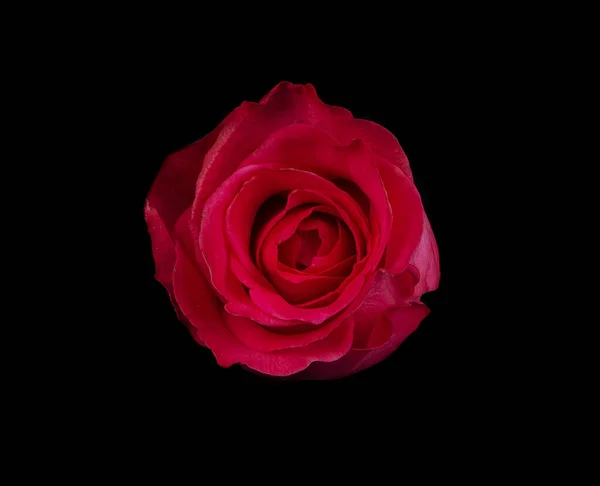 Roses Rouges Sur Fond Noir Clouse — Photo