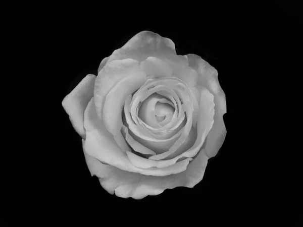 Rose Noire Blanche Sur Fond Noir Monochome — Photo