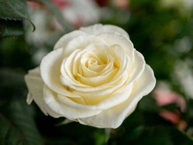 İçinde kırmızı güller olan seranın manzarası. Bir seranın içinde büyüyen tarla gülleri