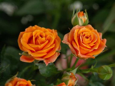 İçinde kırmızı güller olan seranın manzarası. Bir seranın içinde büyüyen tarla gülleri