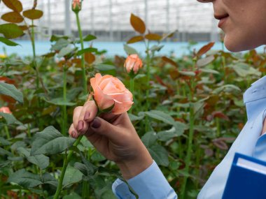 İşçi kadın serada çalışırken güzel güllerle ilgilenir. Tespih. Kadın güllerle çalışıyor. Serada çalışırken onları rafa koyuyor. 