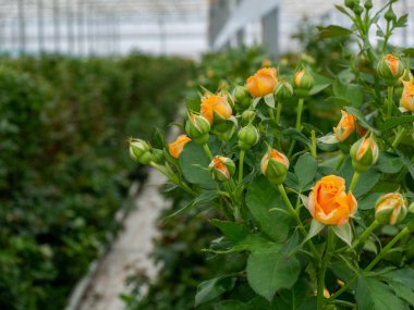 İçinde kırmızı, sarı güller olan seranın manzarası. Bir seranın içinde büyüyen tarla gülleri