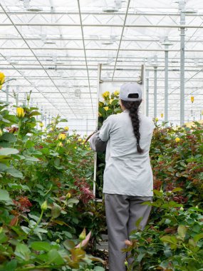 İşçi kadın serada çalışırken güzel güllerle ilgilenir. Tespih. Kadın güllerle çalışıyor. Serada çalışırken onları rafa koyuyor. 