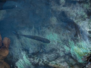 Kumsaldaki turkuaz denizin yüzeyinde kirli yağlı film. Endüstriyel atık su sızıntısı. Yağ film kirliliği. Suyun üstünde renkli bir yağ filmi. endüstriyel atık su dökülmesi.