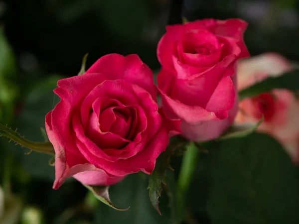 Perspectiva Invernadero Con Rosas Rojas Interior Rosas Plantación Creciendo Dentro — Foto de Stock
