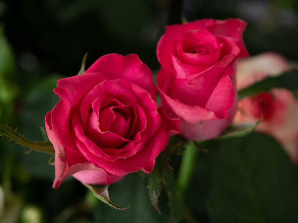 Perspective view of greenhouse with red roses inside. Plantation roses   growing inside in a greenhouse