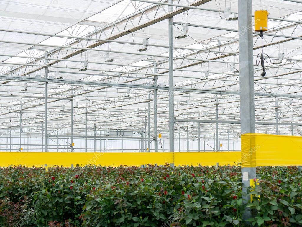 Perspective view of greenhouse with red, yellow  roses inside. Plantation roses   growing inside in a greenhouse