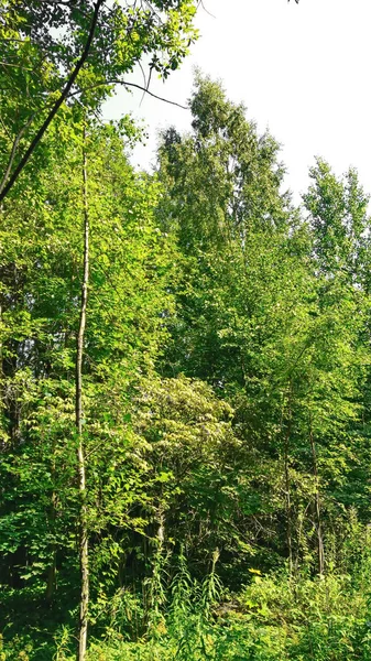 Groene Plant Bladeren Takken Van Struiken — Stockfoto