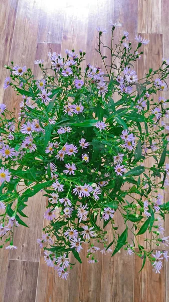 Veld Bloemen Een Achtergrond Van Houten Planken — Stockfoto