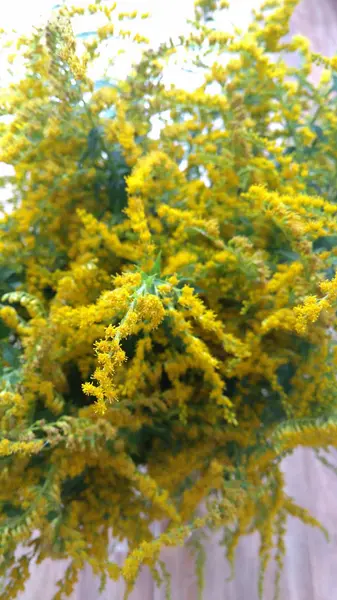 Аромат Желтых Полевых Цветов — стоковое фото