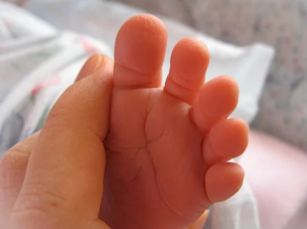 Baby Peuter Kleine Roze Met Hand Van Een Volwassene — Stockfoto