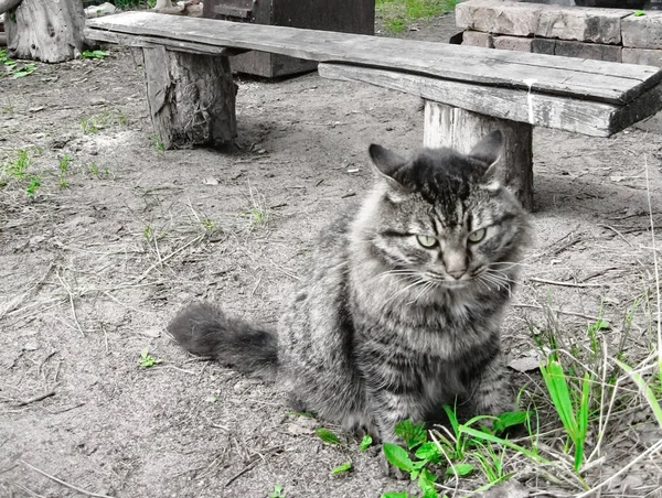 Кіт Таббі Зелена Трава Влітку Природі — стокове фото