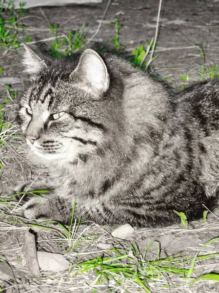 Tabby Cat Green Grass Summer Nature — Stock Photo, Image