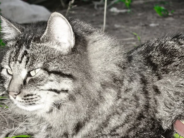 Кіт Таббі Зелена Трава Влітку Природі — стокове фото