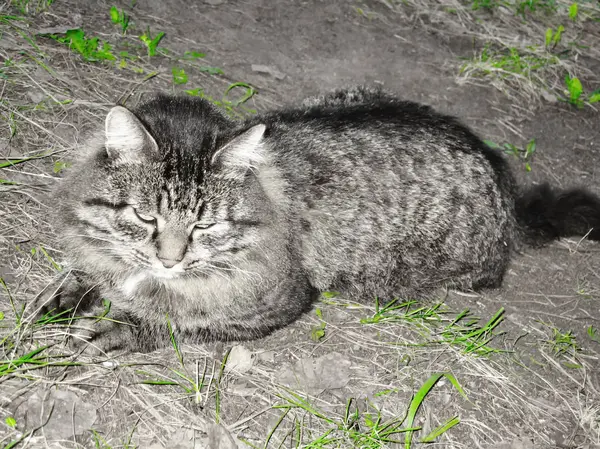 Tabby Gato Grama Verde Verão Natureza — Fotografia de Stock