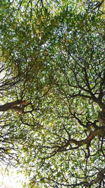 Dalları ağaç yeşil taç yaprakları