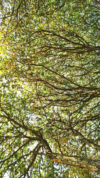 Корона Дерева Зелене Листя Гілки — стокове фото