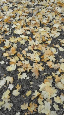 Sonbahar yaprakları bej bir yağmur sonrası sarı