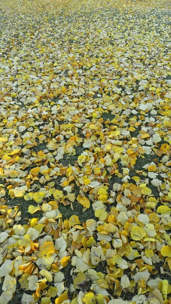 Herfst Gebladerte Beige Gele Een Regen — Stockfoto