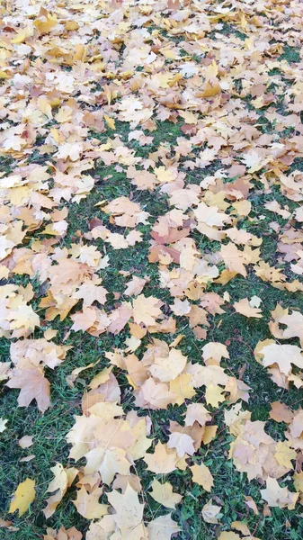 Fogliame Autunno Giallo Beige Dopo Una Pioggia — Foto Stock