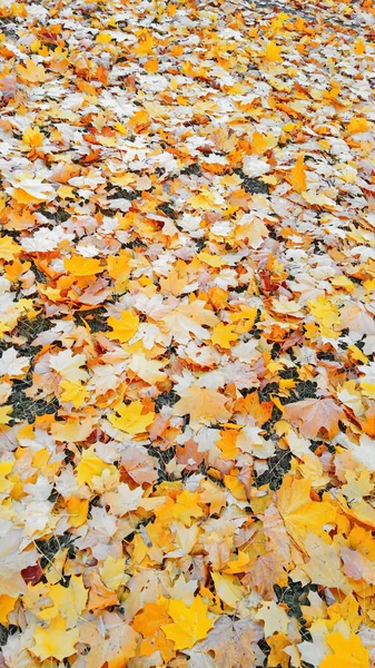 Fogliame Autunno Giallo Beige Dopo Una Pioggia — Foto Stock