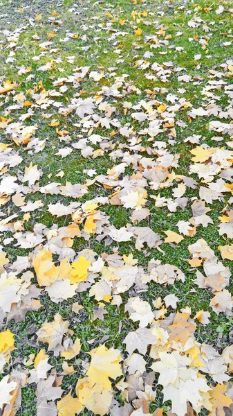 Осенняя Листва Бежево Желтая После Дождя — стоковое фото