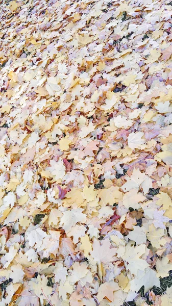 Fogliame Autunno Giallo Beige Dopo Una Pioggia — Foto Stock