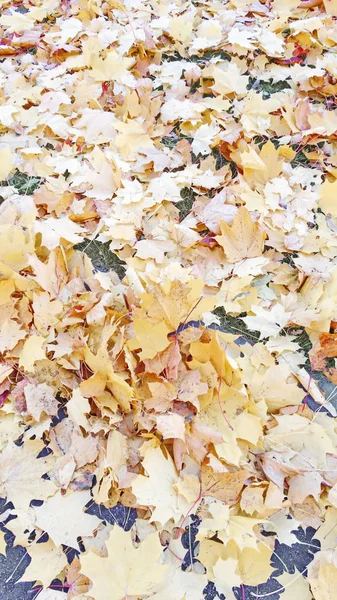 Fogliame Autunno Giallo Beige Dopo Una Pioggia — Foto Stock